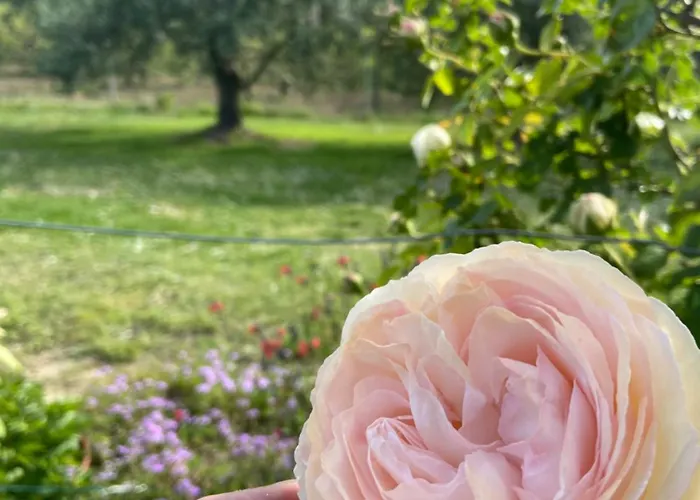 فندق مبيت وإفطار Poderino - A Place To Feel